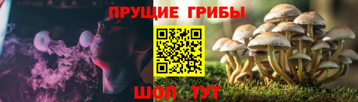 Щёкино  Псилоцибиновые грибы мухоморы  Вход с VPN  Псилоцибиновые грибы мухоморы 
